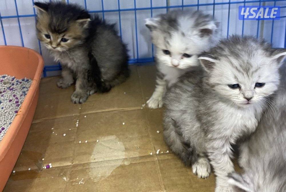 للبيع قطاوه شهرازيه و قطاوه برتيش العمر شهرين3