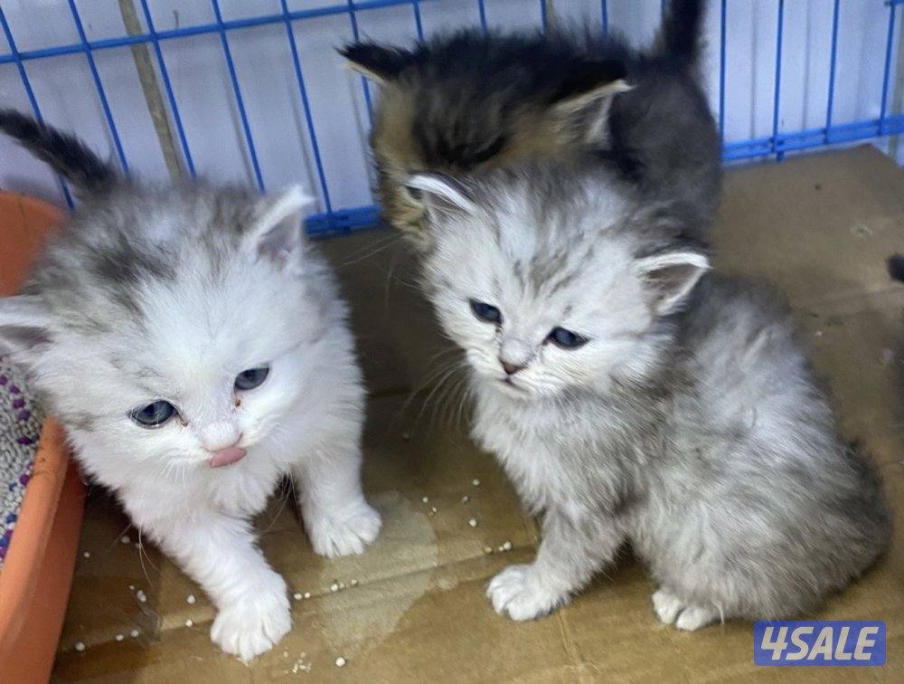 للبيع قطاوه شهرازيه و قطاوه برتيش العمر شهرين4