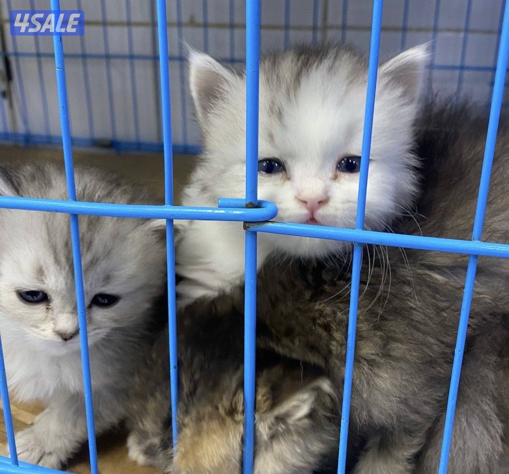 للبيع قطاوه شهرازيه و قطاوه برتيش العمر شهرين5