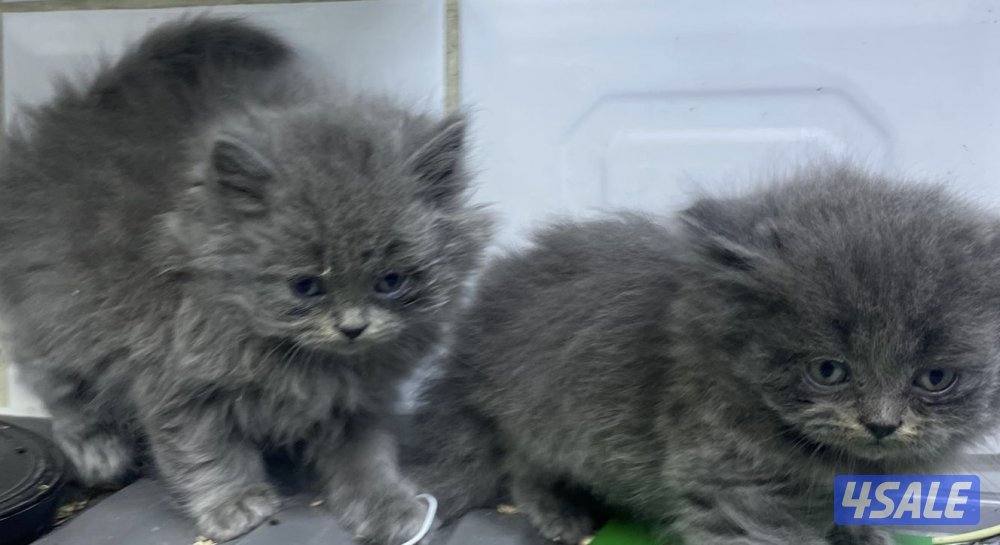 للبيع قطاوه شهرازيه و قطاوه برتيش العمر شهرين6