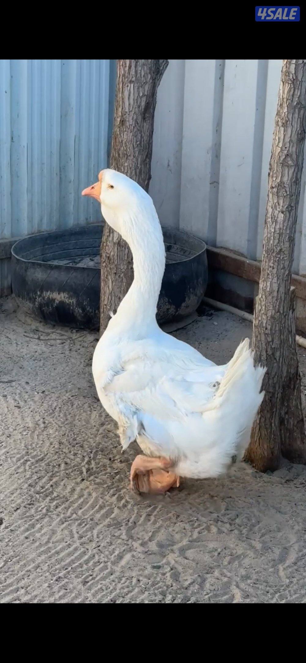 السلام عليكم للبيع حمام فاخت وفحل وز روسي0