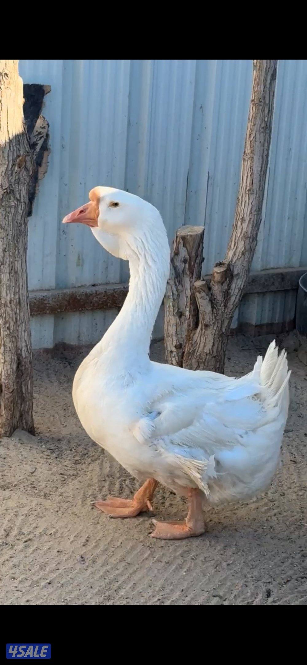 السلام عليكم للبيع حمام فاخت وفحل وز روسي1