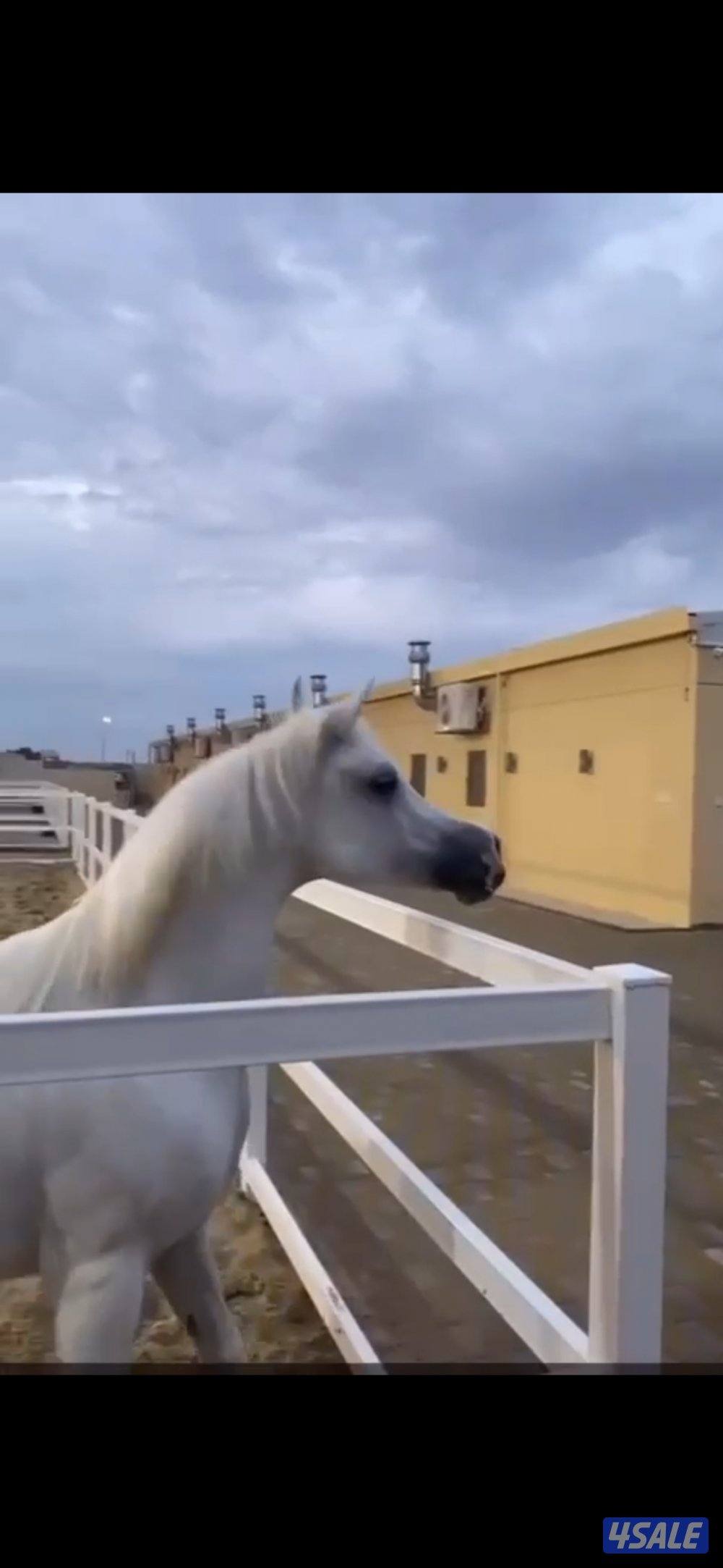 فرس مكس
طيبة راس عجماني الأسم: عالي لورا من انتاج مربط عالي با0