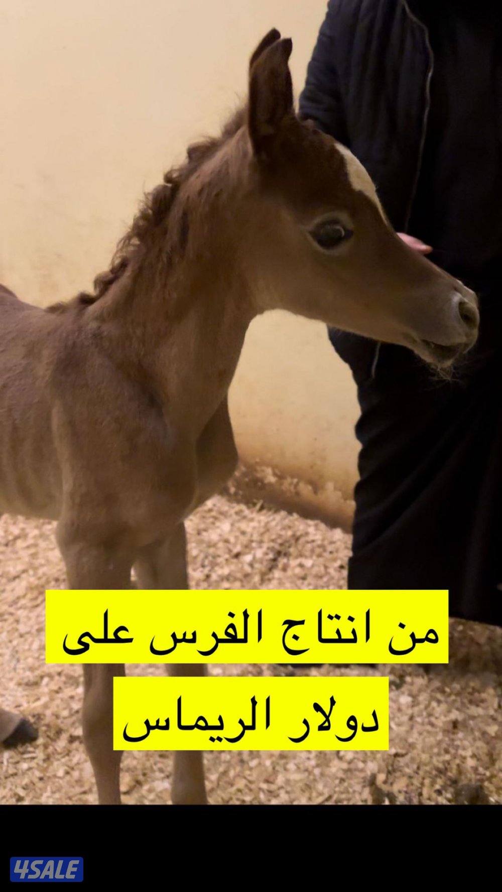 فرس مكس
طيبة راس عجماني الأسم: عالي لورا من انتاج مربط عالي با1