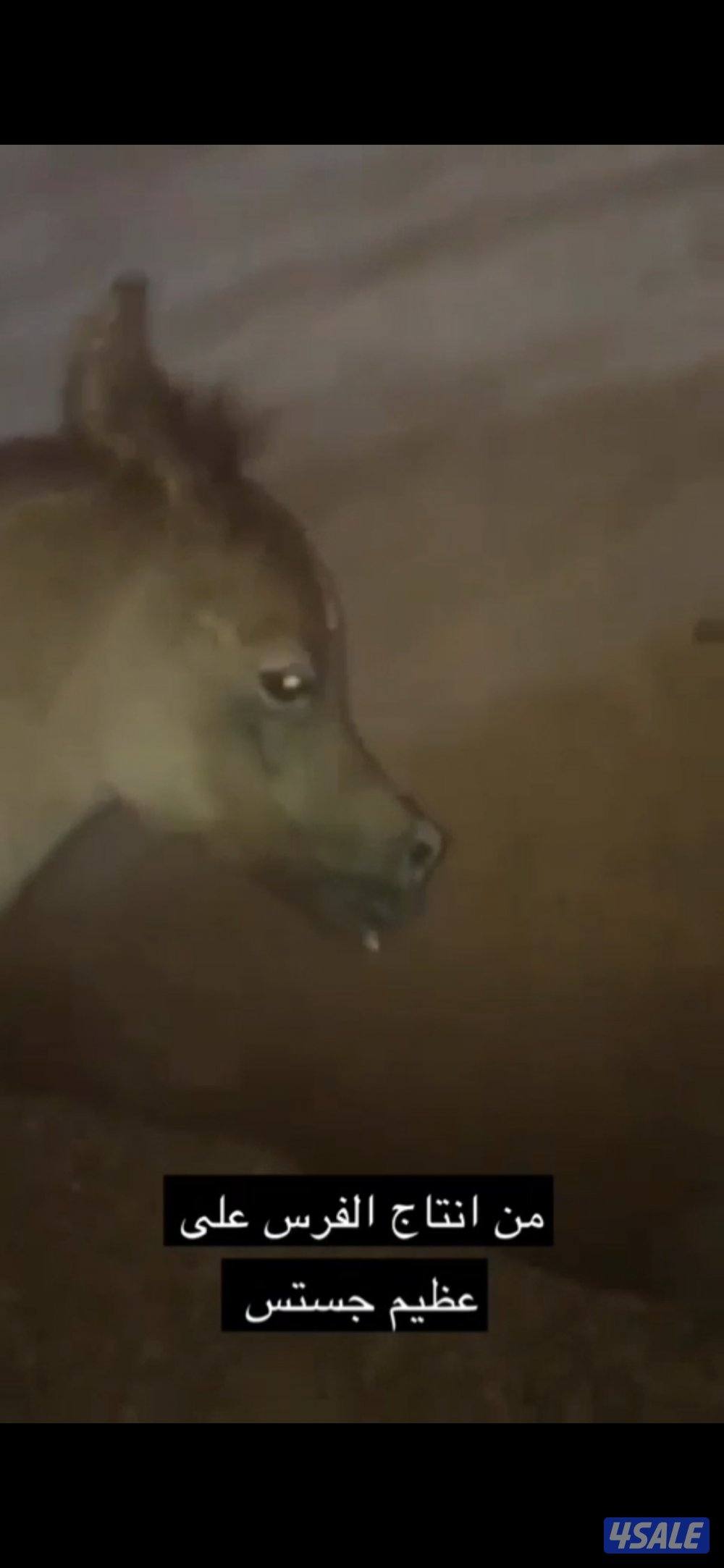 فرس مكس
طيبة راس عجماني الأسم: عالي لورا من انتاج مربط عالي با2