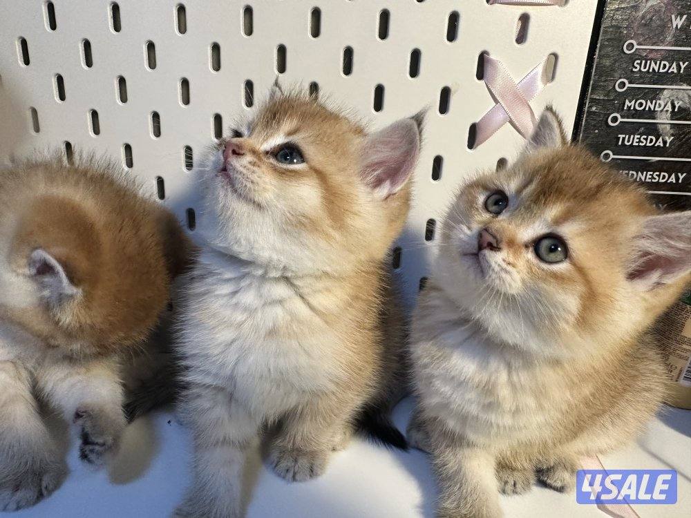 كتنز للبيع قابل للمساومة1