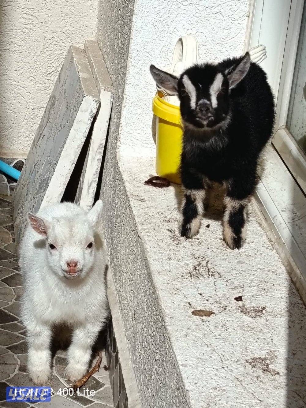 للبيع معزه تشيكية ذكر ونثيه العمر ٥ اسابيع ..، السعر اثنينهم اب ٨٠0