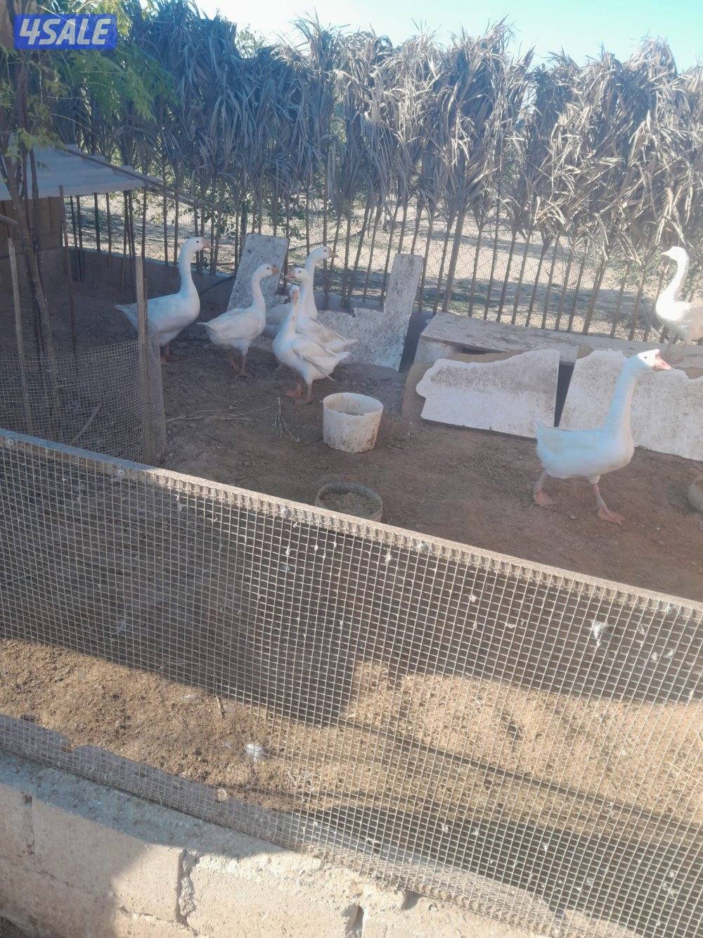 وز كندي للبيع0