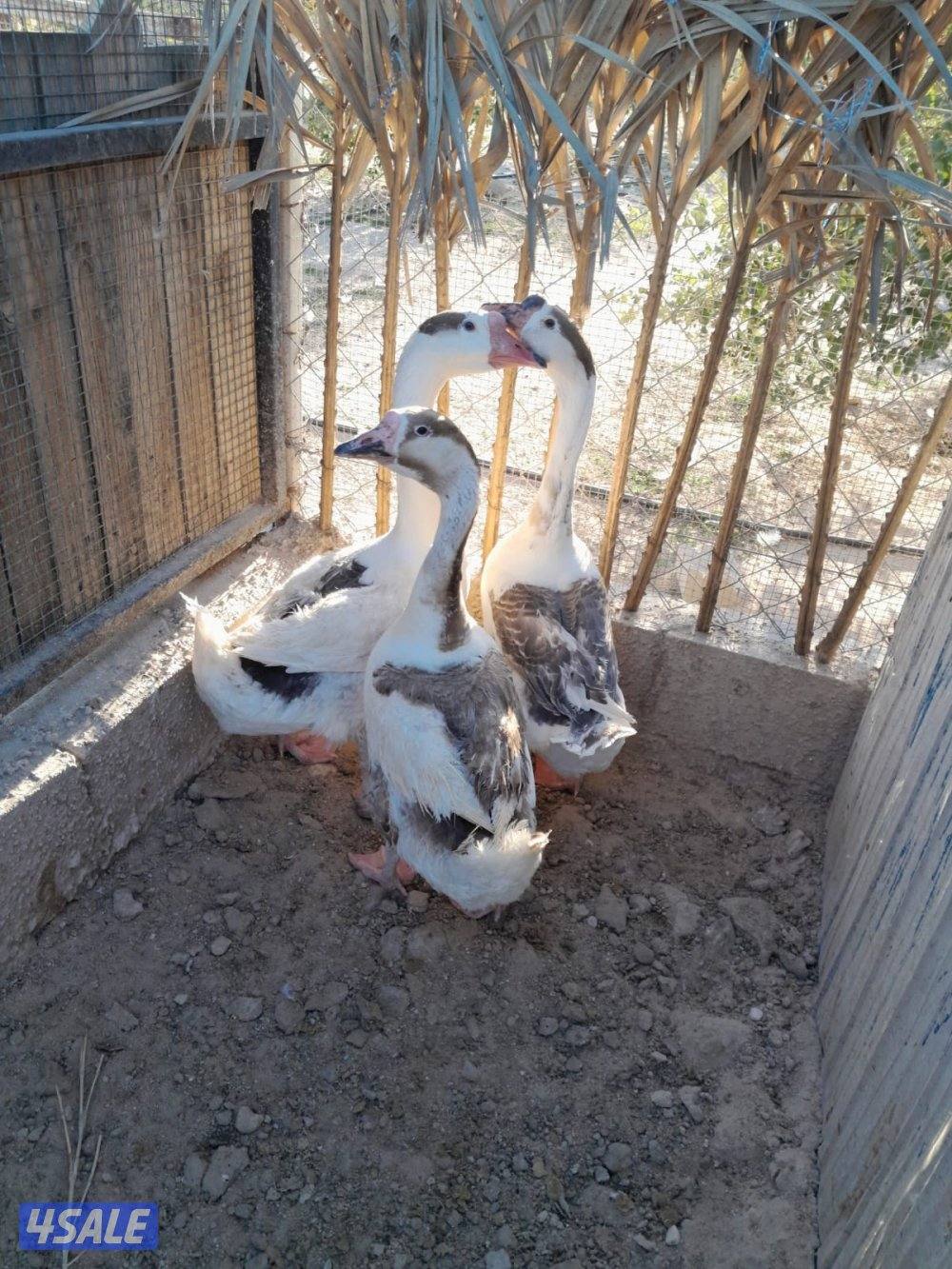 وز كندي للبيع1