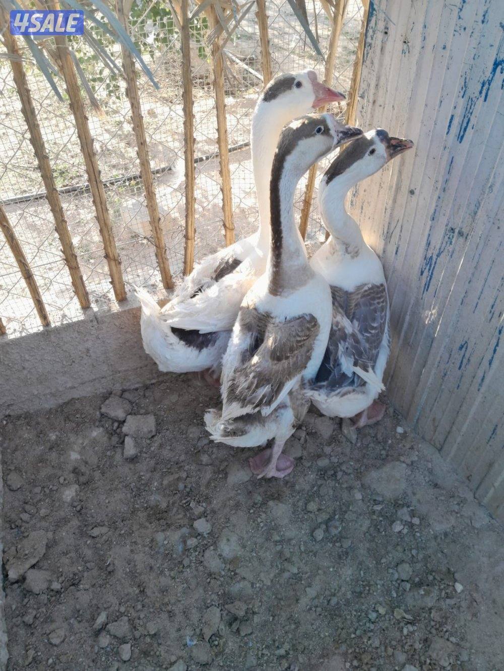 وز كندي للبيع3