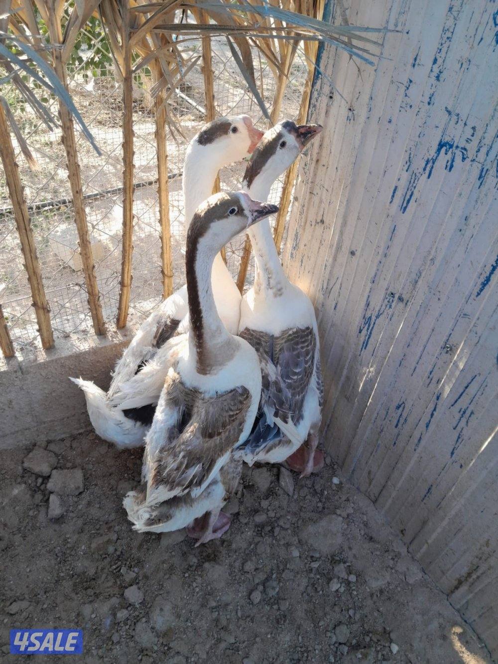 وز كندي للبيع2