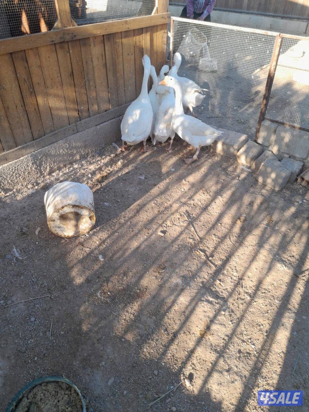 وز كندي للبيع4