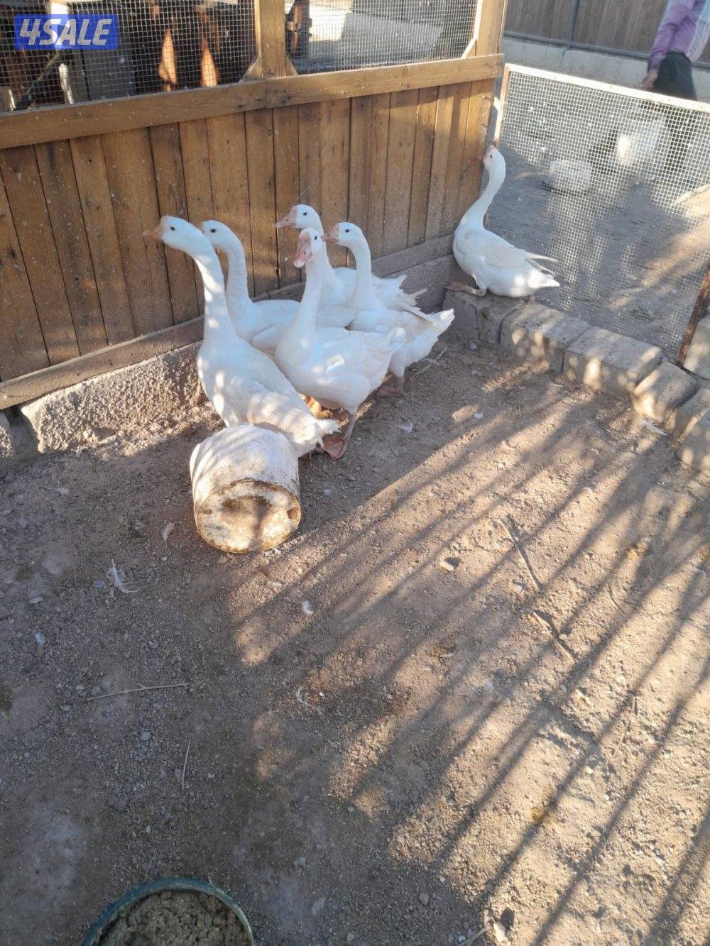 وز كندي للبيع5