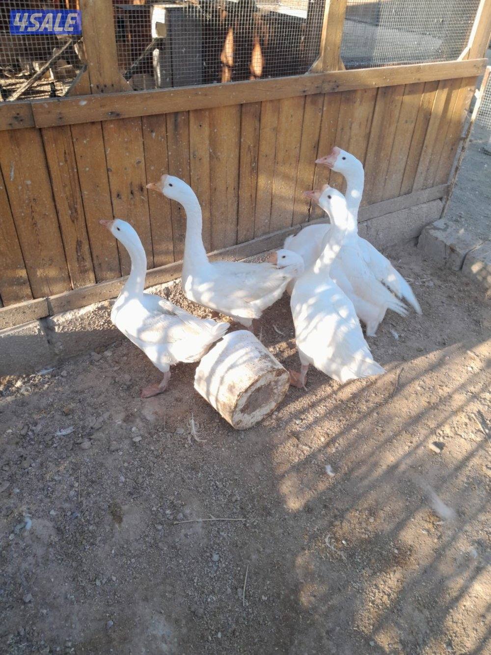 وز كندي للبيع6