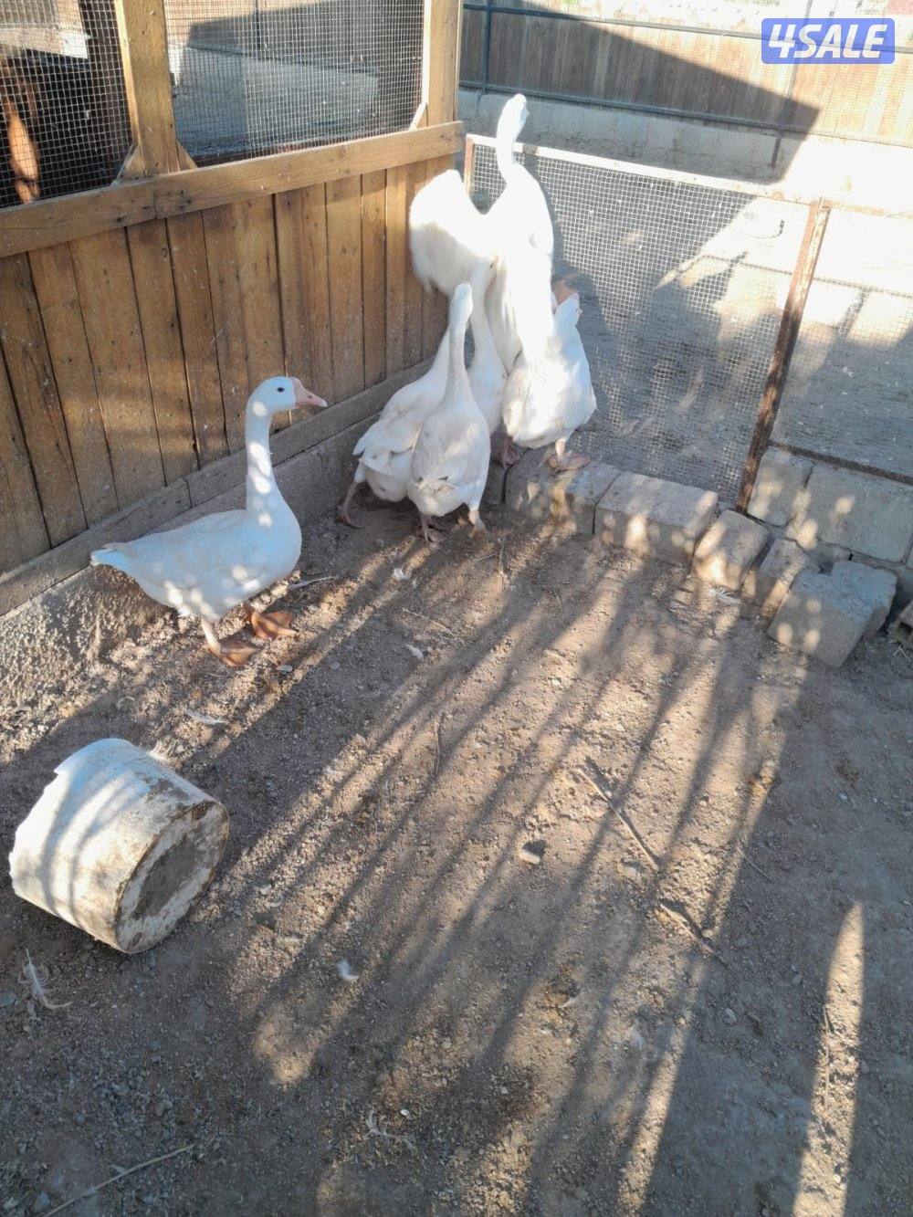 وز كندي للبيع7