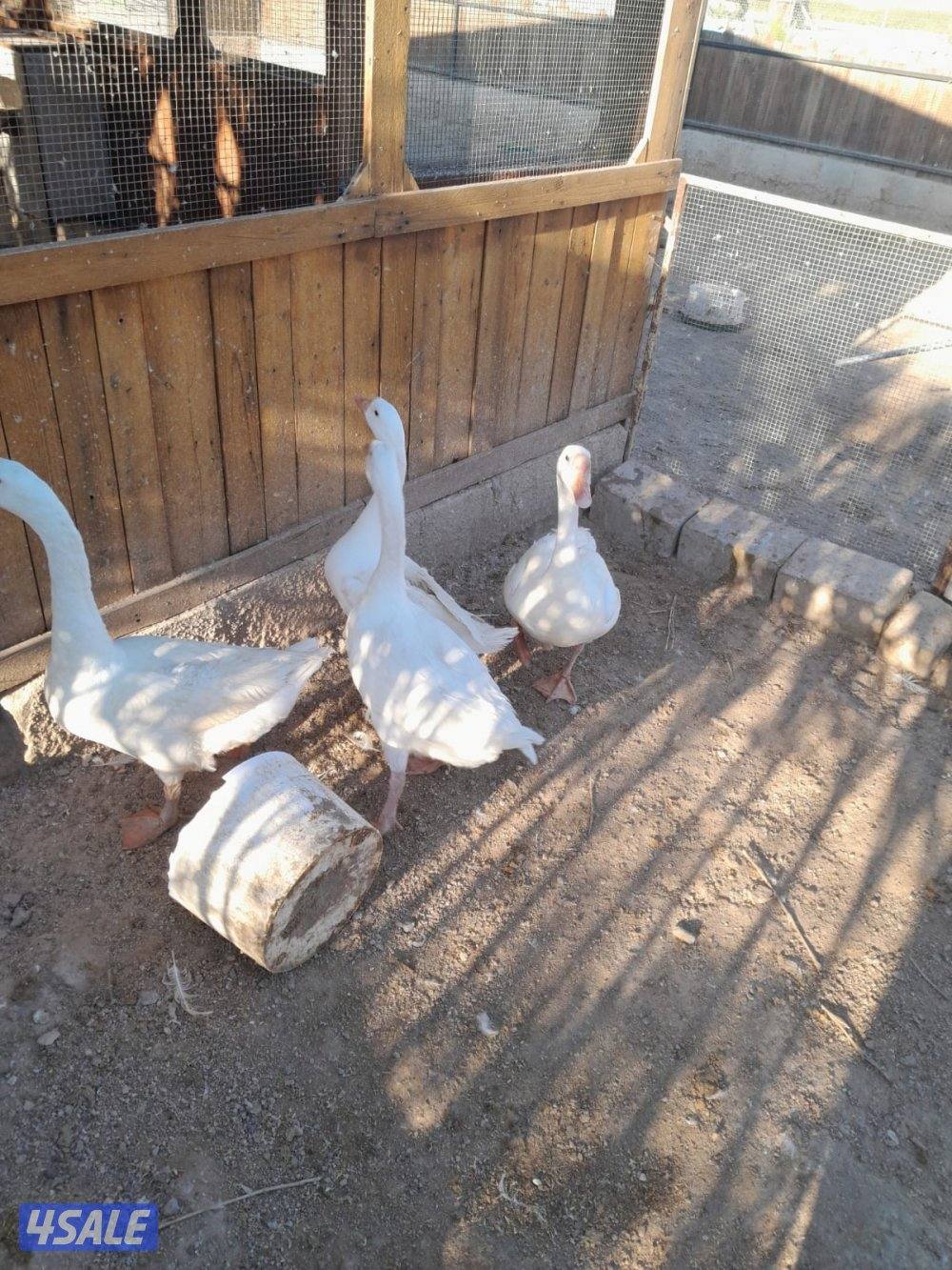 وز كندي للبيع8