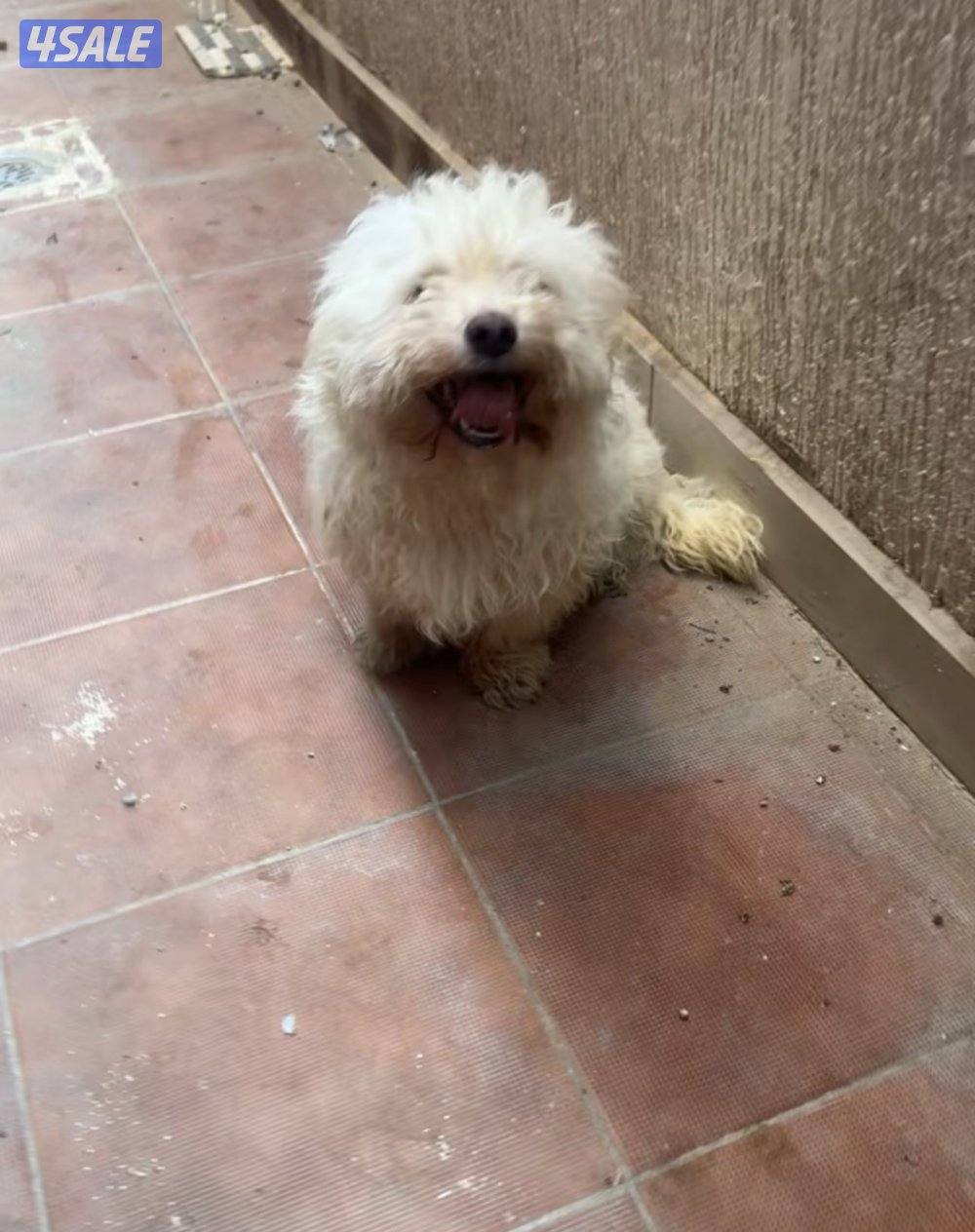 للبيع جلب بودل0