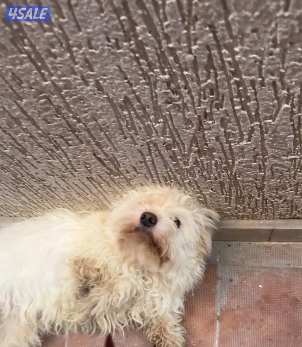 للبيع جلب بودل1