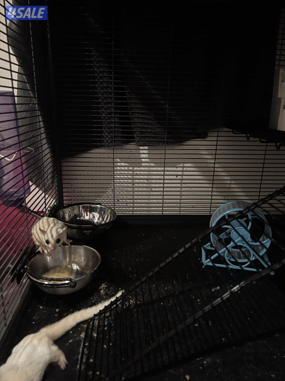 شوقر قلايدر1