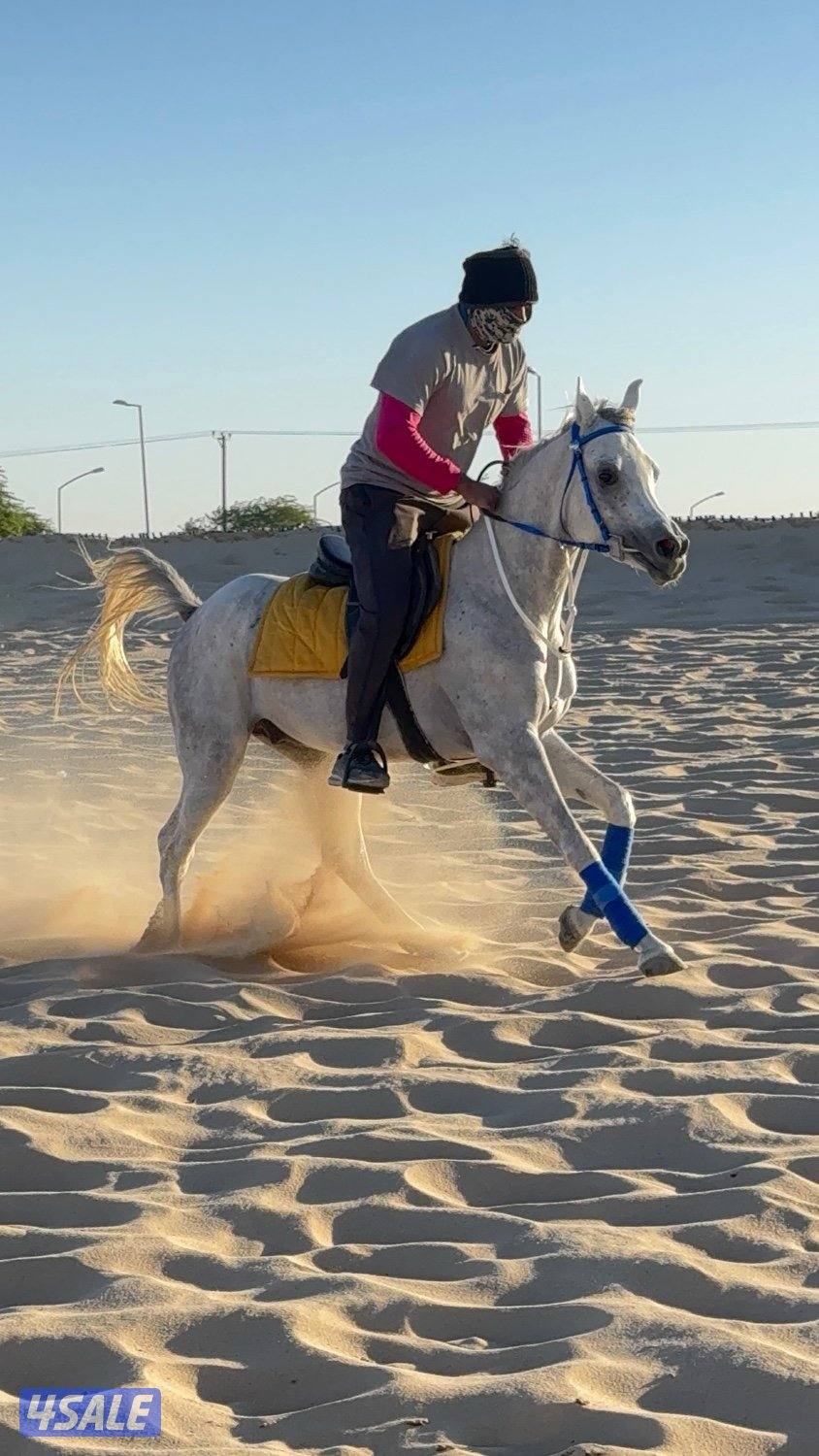للبيع حصان مصري مواليد٢٠٢٢ رقم الجوال0