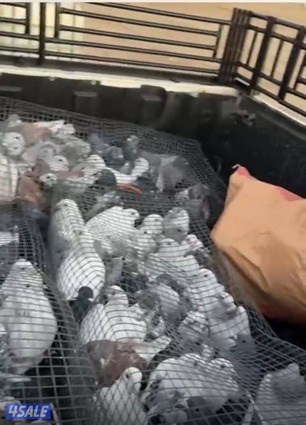 للبيع حمام زاجل بلجيكي0