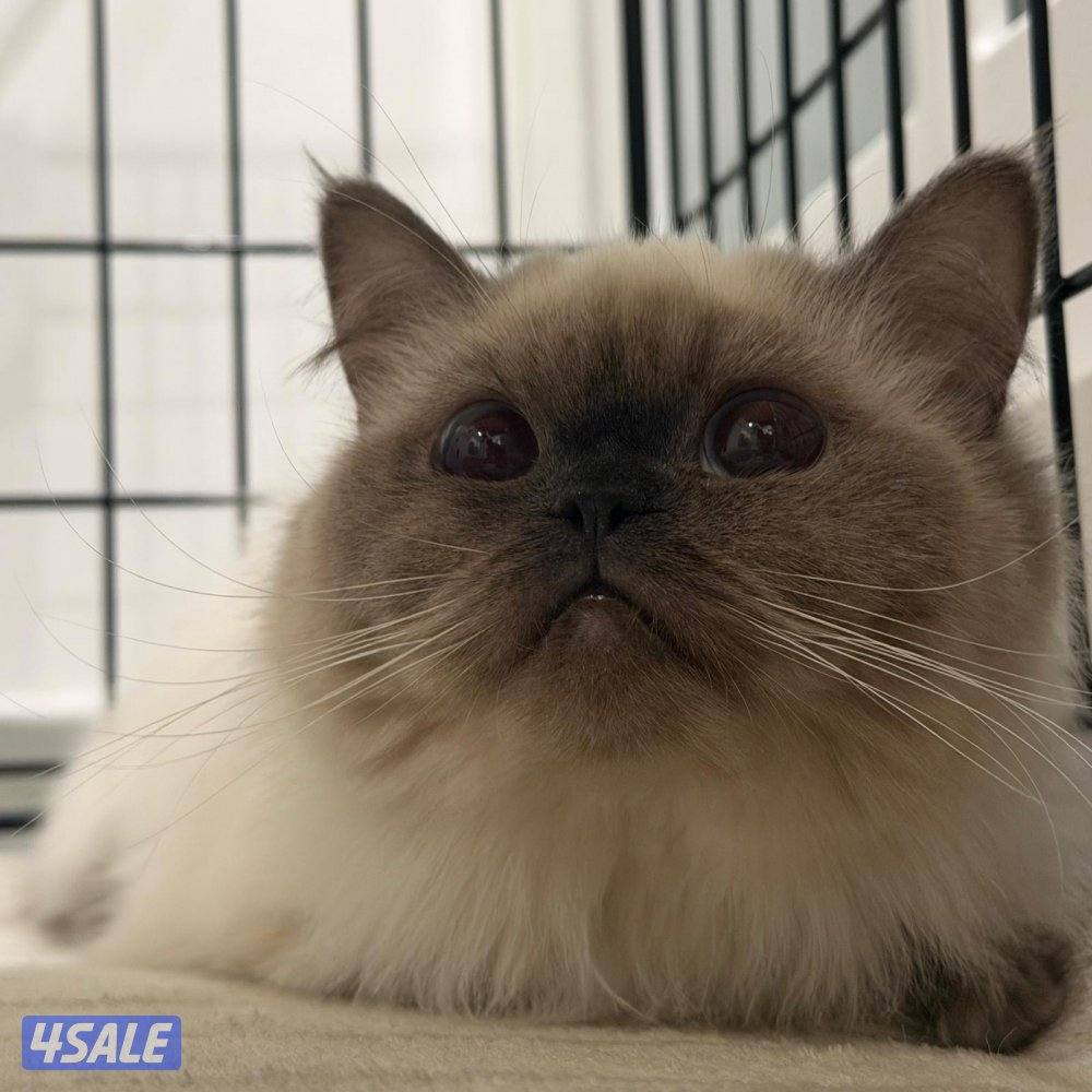 قطوه نوع همالايا عمرها ٥ شهور مطعمه كامل تطعيماتها ونظيفه جدا وحنونه0