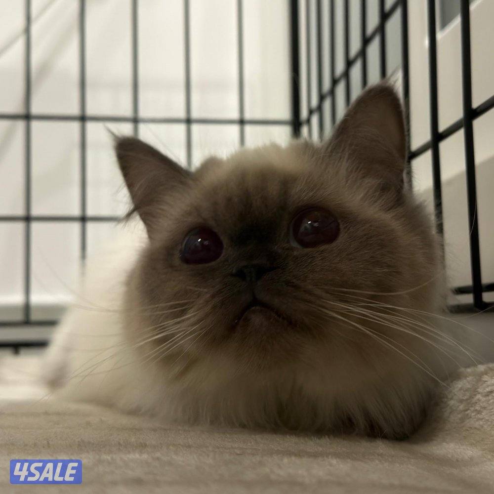 قطوه نوع همالايا عمرها ٥ شهور مطعمه كامل تطعيماتها ونظيفه جدا وحنونه1