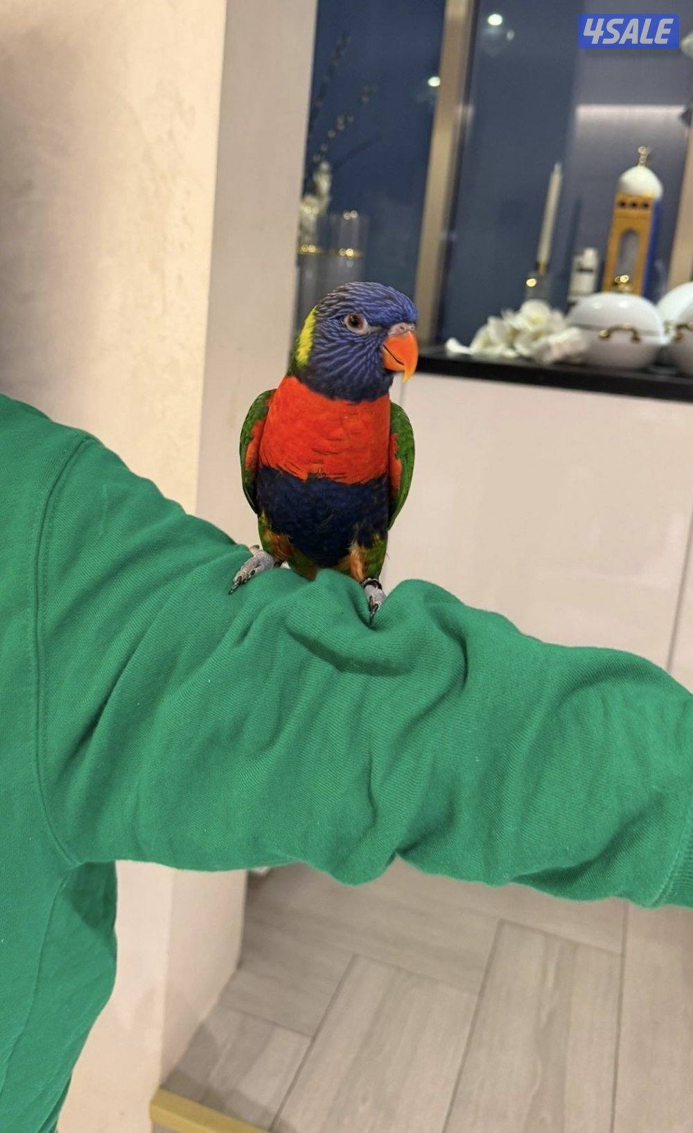 للبيع عدد 2 طير لوري0