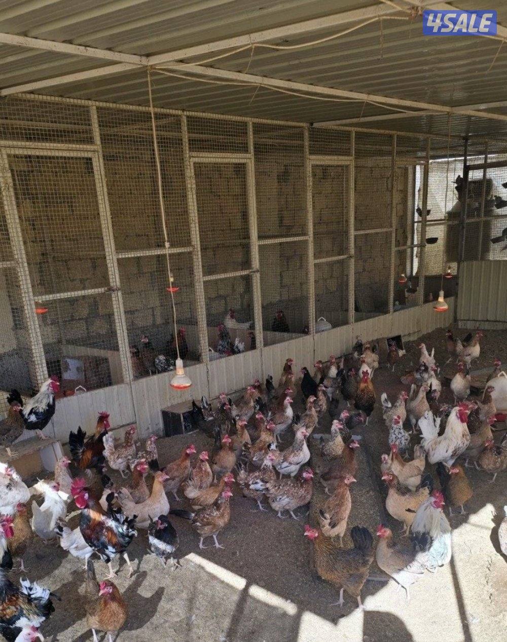 دجاج يرجعون الحبيشي0