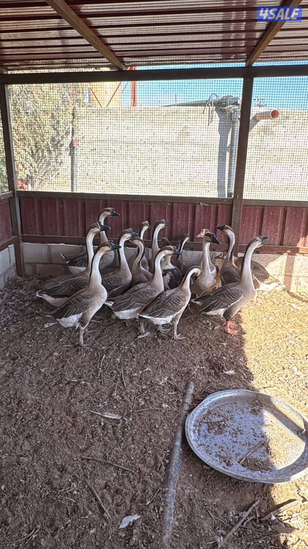 وز كندي بياض0