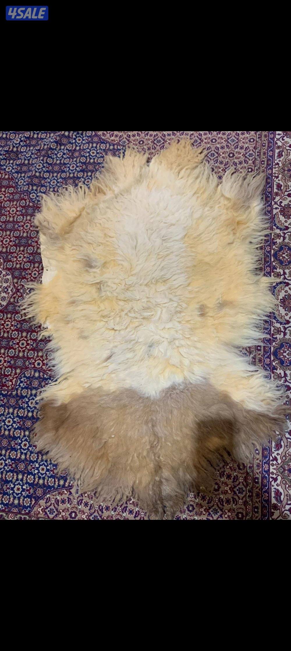 فرو غنم (جاعد)0