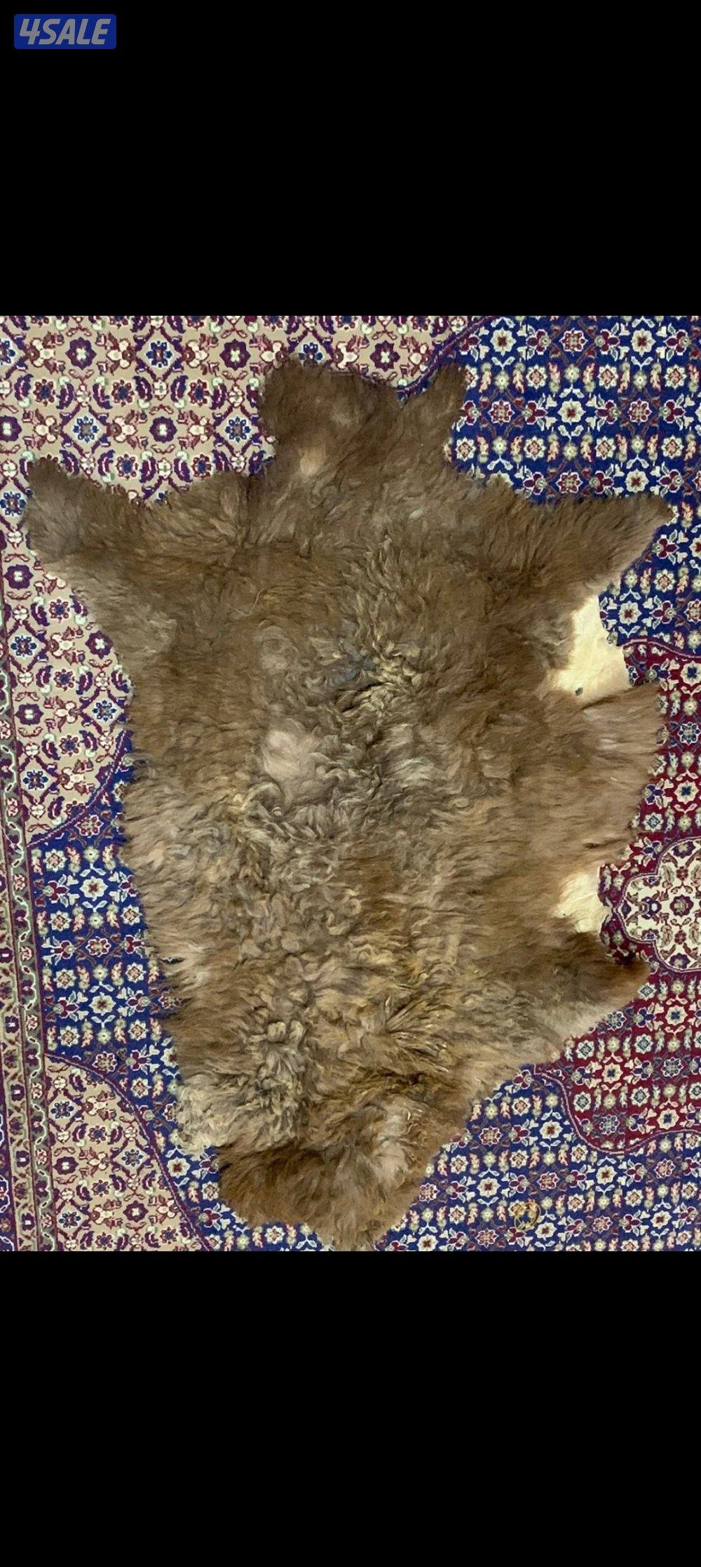 فرو غنم (جاعد)1