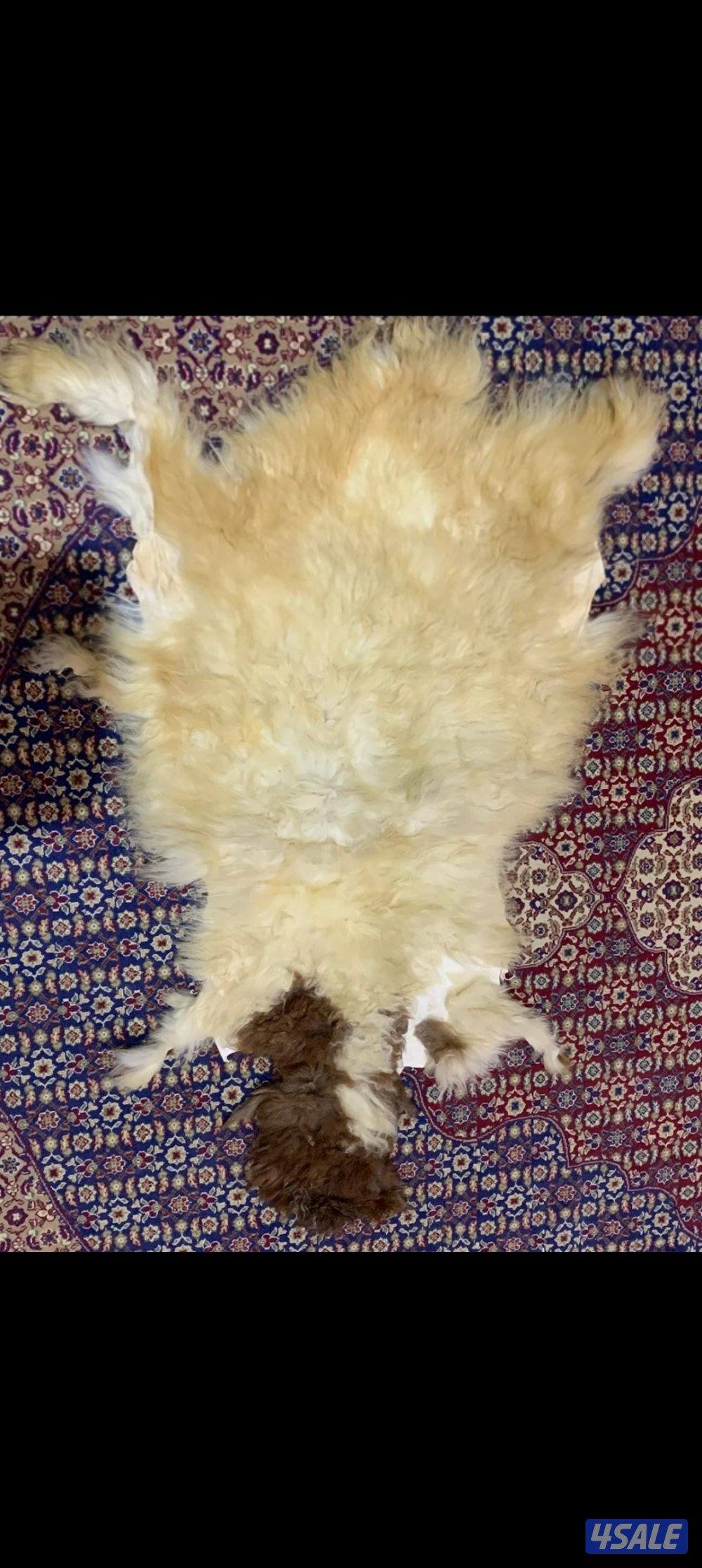 فرو غنم (جاعد)3