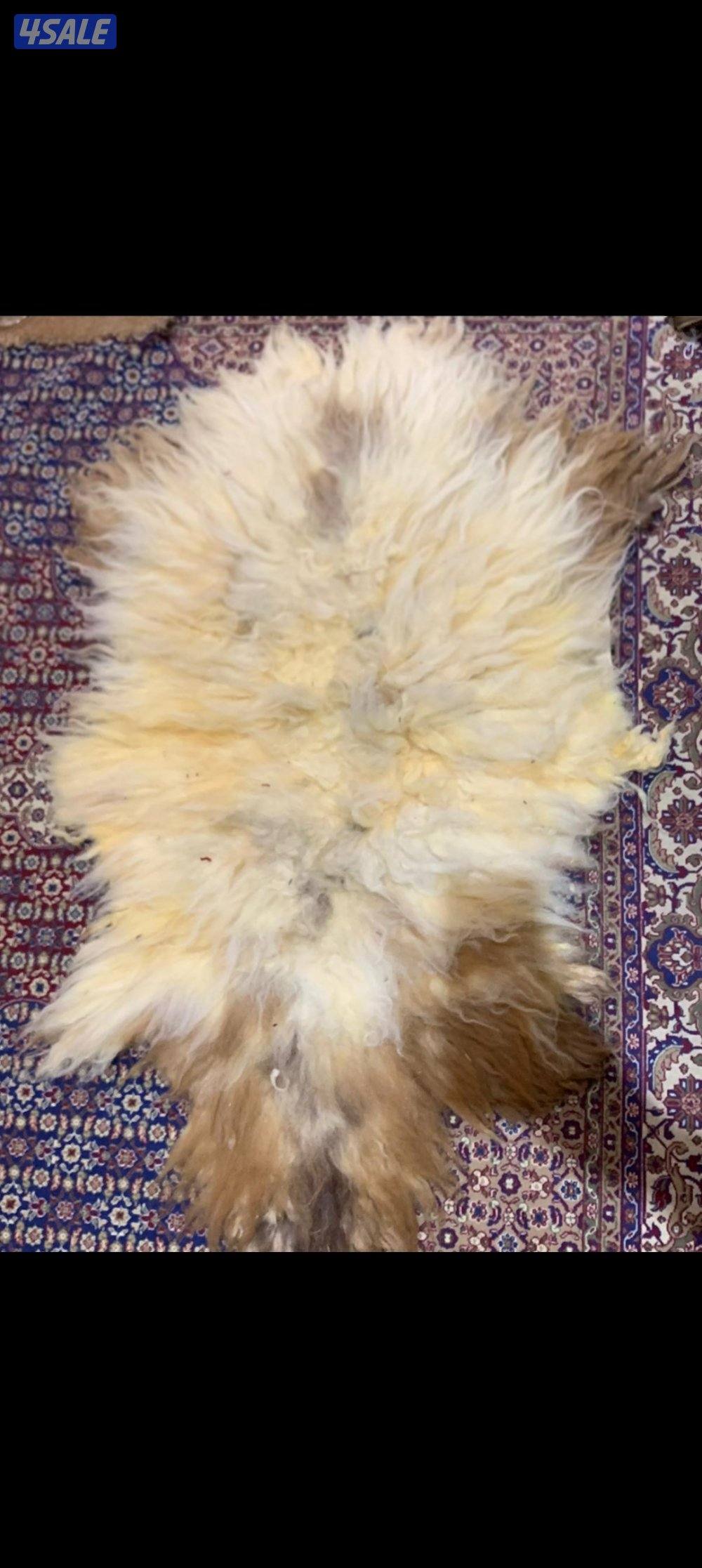 فرو غنم (جاعد)4