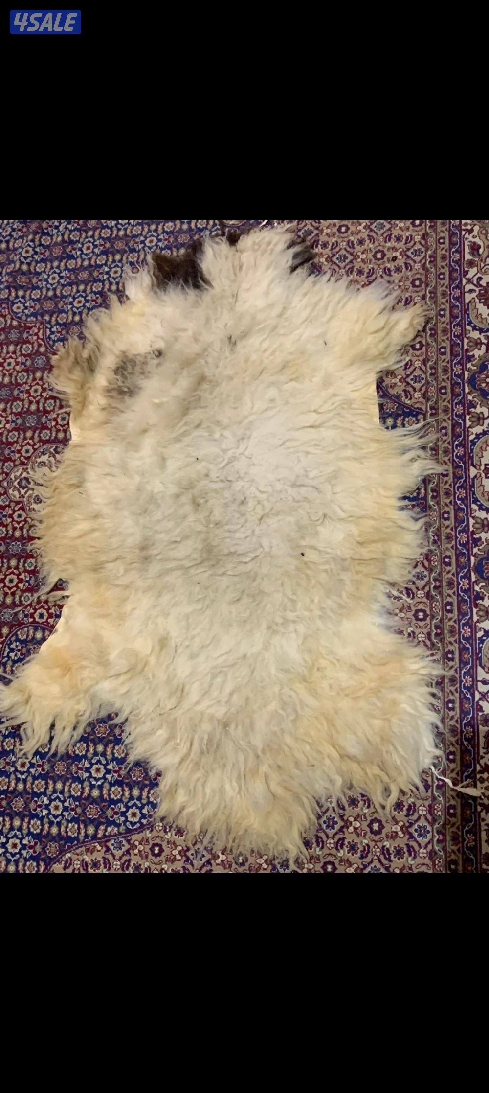 فرو غنم (جاعد)5