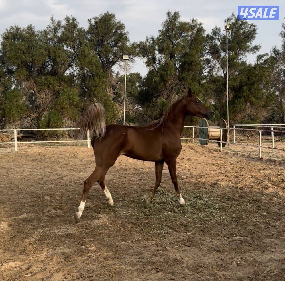 للبيع فرس بولش شرط السلم0