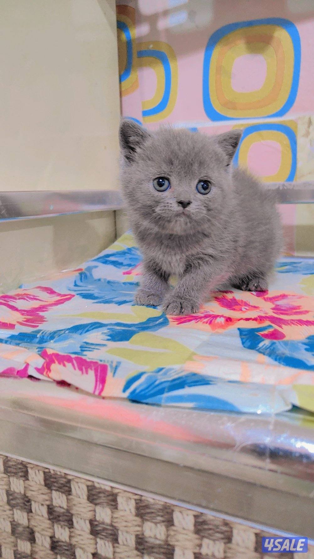 للبيع قطط سكوتش لونج هير و شورت هير0