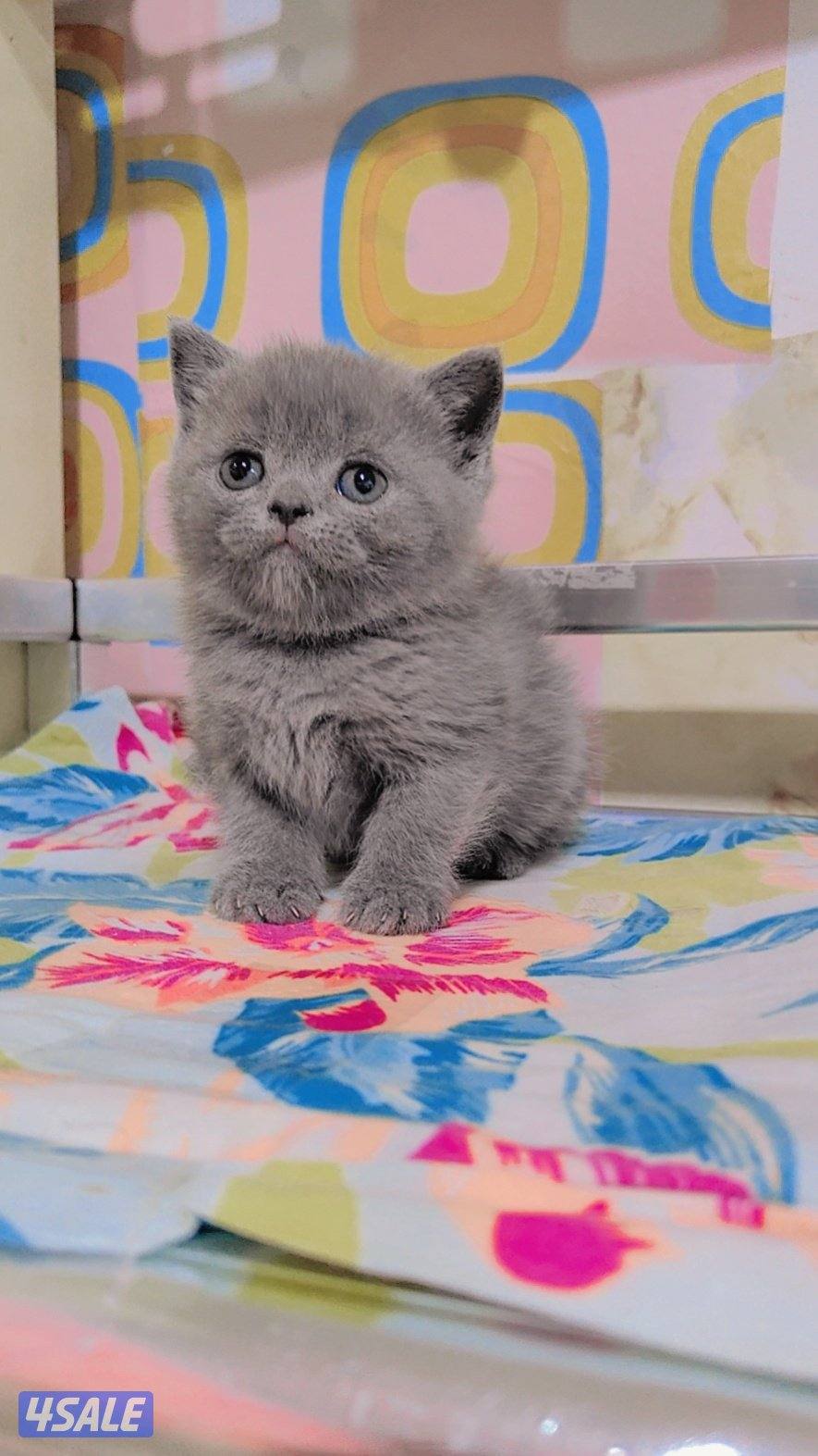 للبيع قطط سكوتش لونج هير و شورت هير1