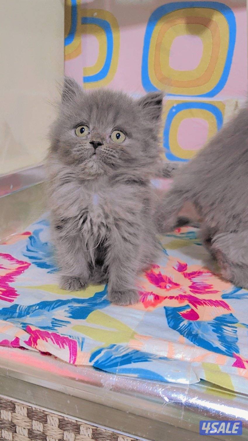 للبيع قطط سكوتش لونج هير و شورت هير3