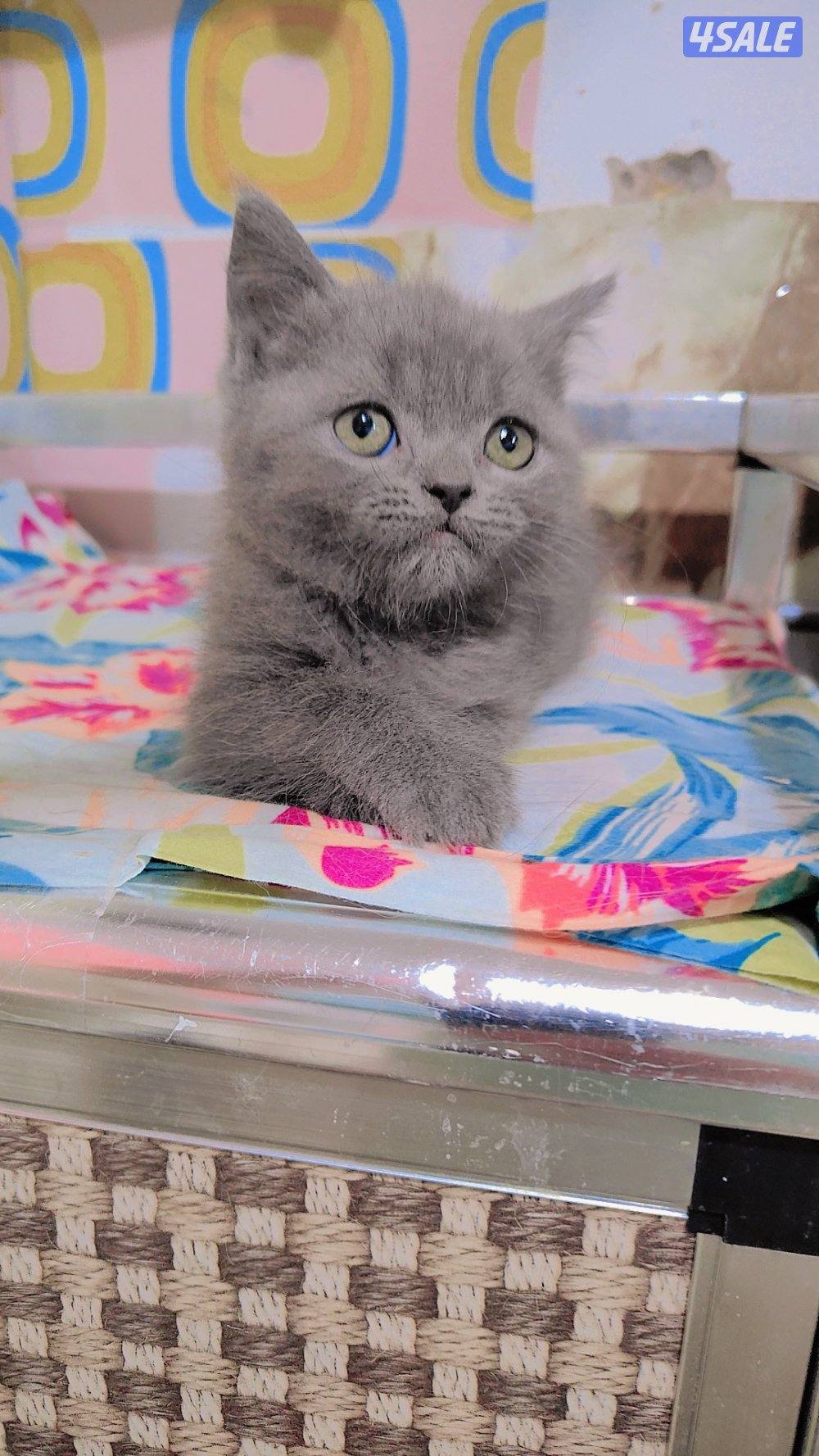 للبيع قطط سكوتش لونج هير و شورت هير2