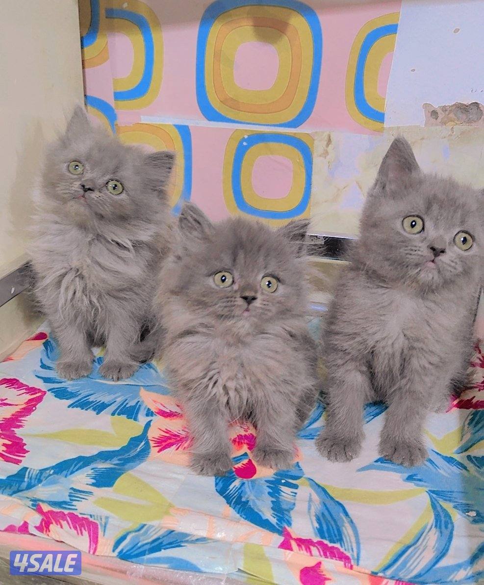 للبيع قطط سكوتش لونج هير و شورت هير4