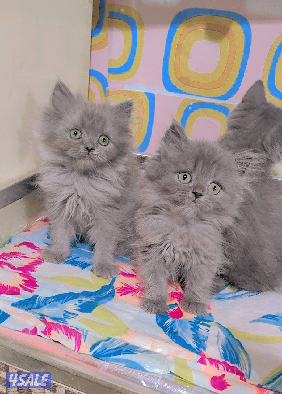 للبيع قطط سكوتش لونج هير و شورت هير5