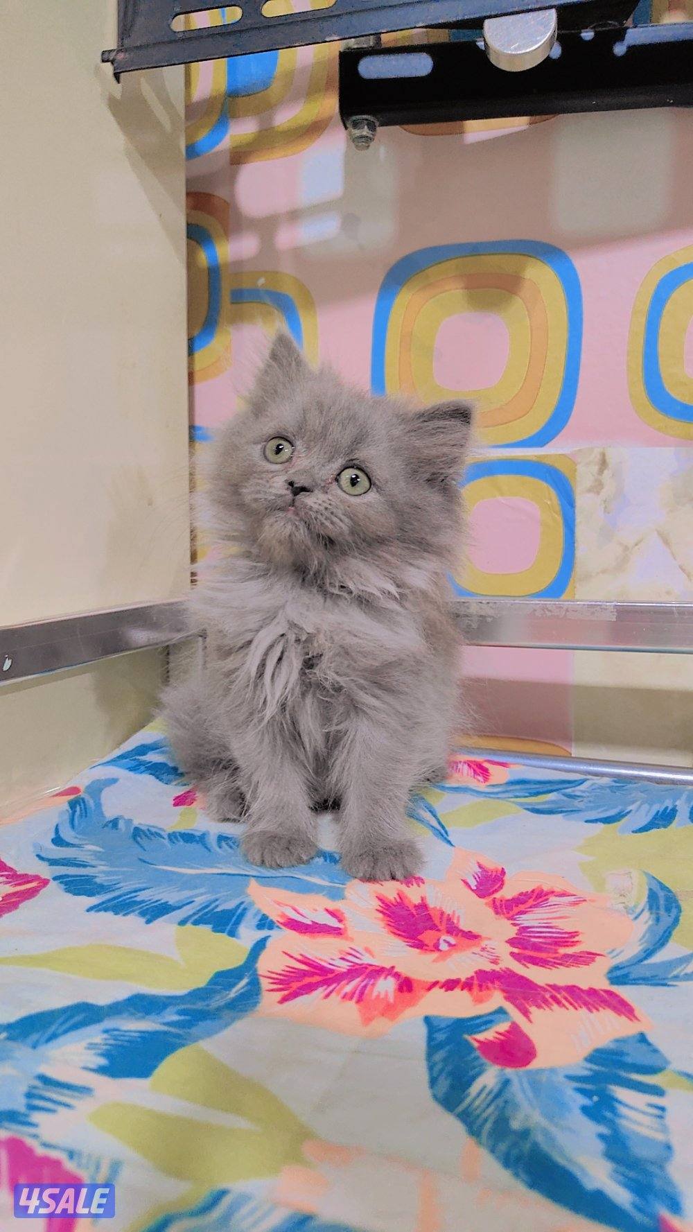 للبيع قطط سكوتش لونج هير و شورت هير7