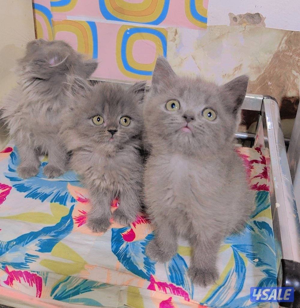 للبيع قطط سكوتش لونج هير و شورت هير8