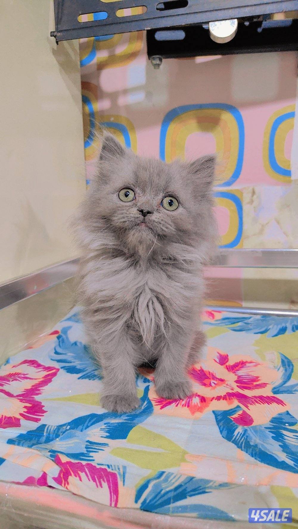 للبيع قطط سكوتش لونج هير و شورت هير9