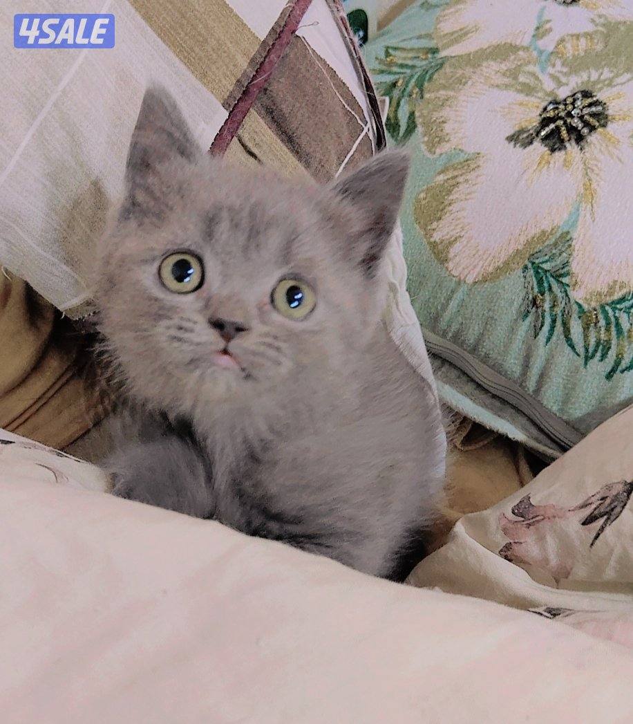 للبيع قطط سكوتش لونج هير و شورت هير10