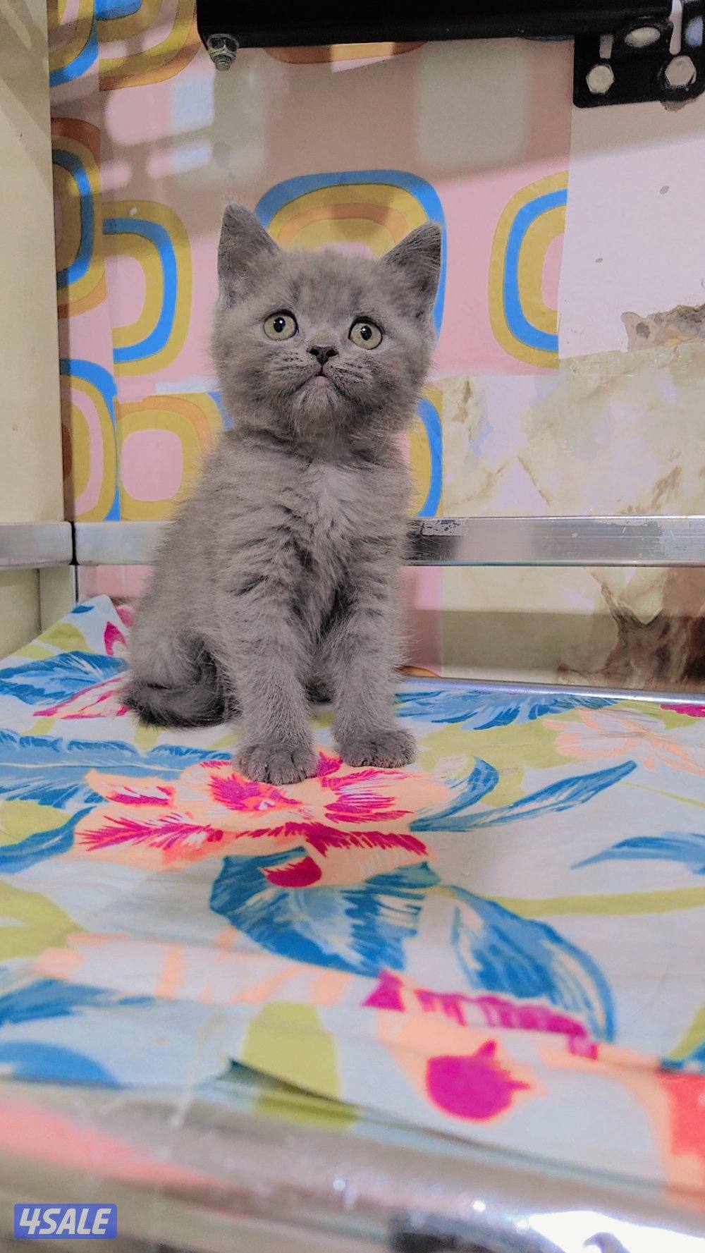 للبيع قطط سكوتش لونج هير و شورت هير11