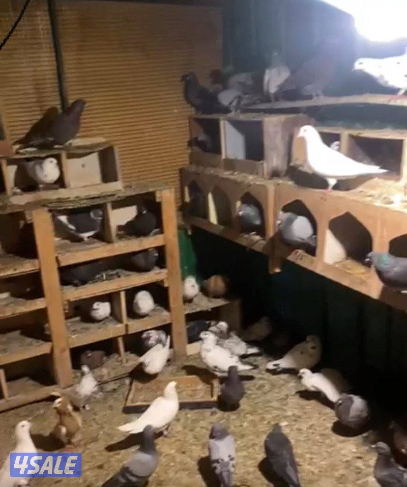 للبيع حمام ازواج مشكل مع فروخهم تقريبا 65 حمامه فيهم لوت وباكستاني0
