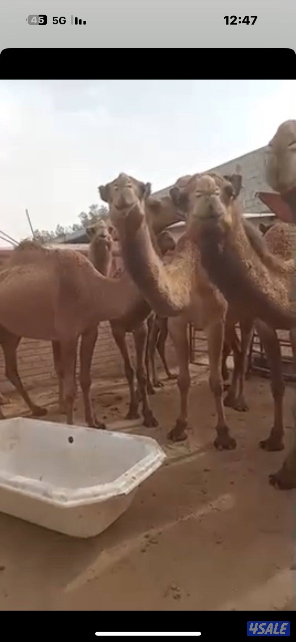 ابل صفر عددها 12 للبيع0