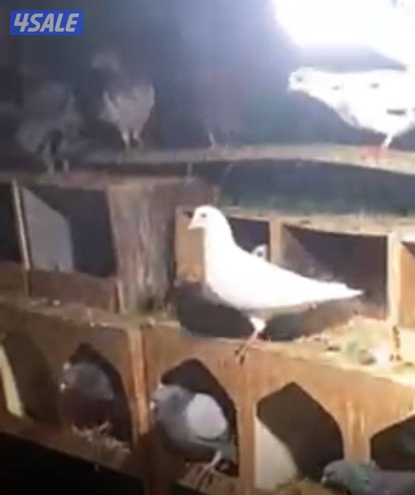 للبيع حمام ازواج مشكل مع فروخهم تقريبا 65 حمامه فيهم لوت وباكستاني1